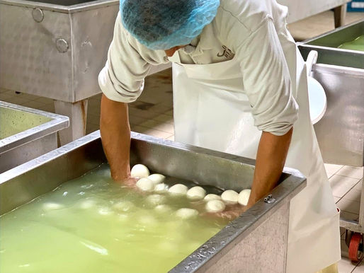 Dagverse buffelmozzarella, binnen 3 dagen van de buffel in je mond