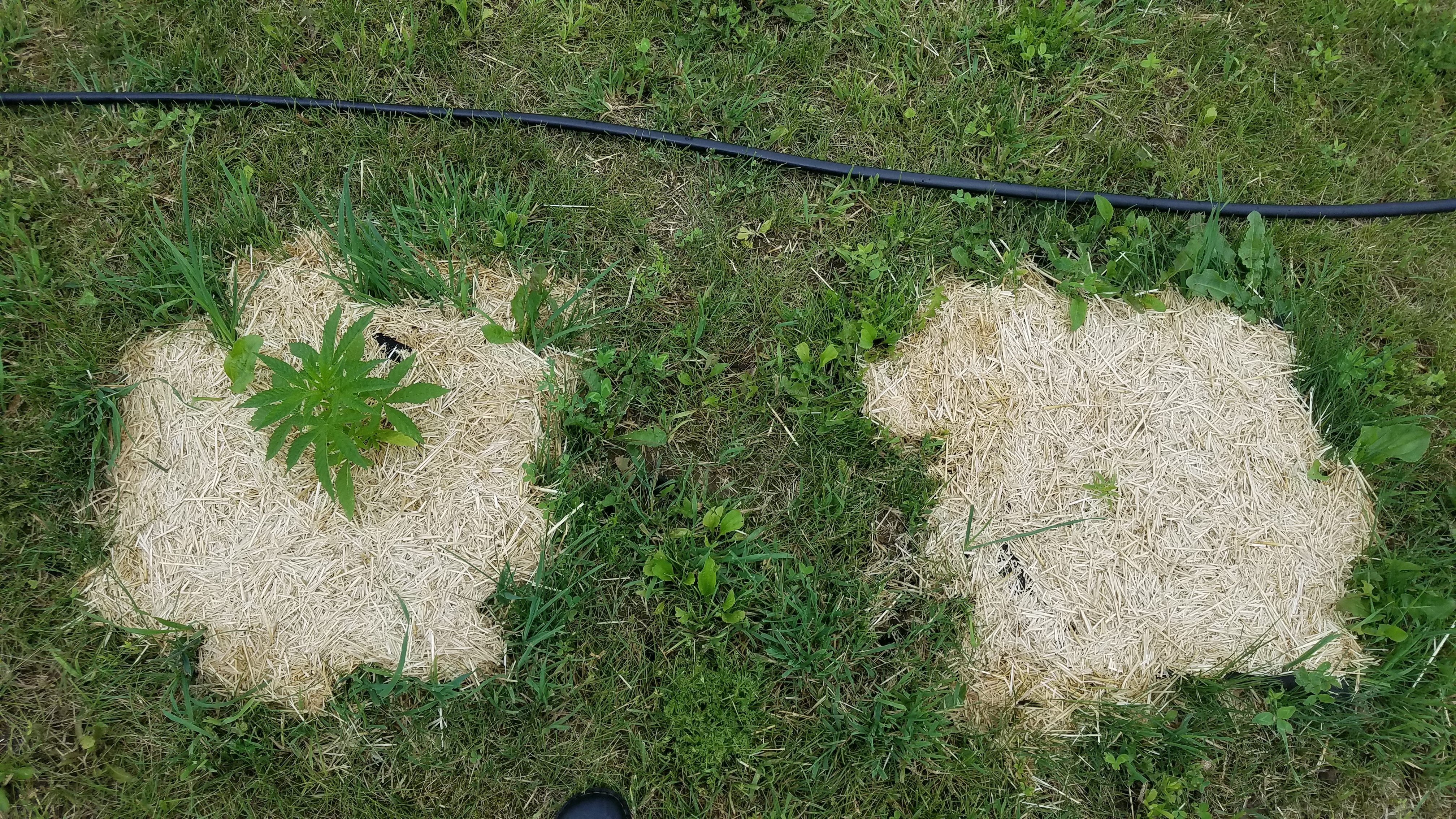 Issues with Grow content media