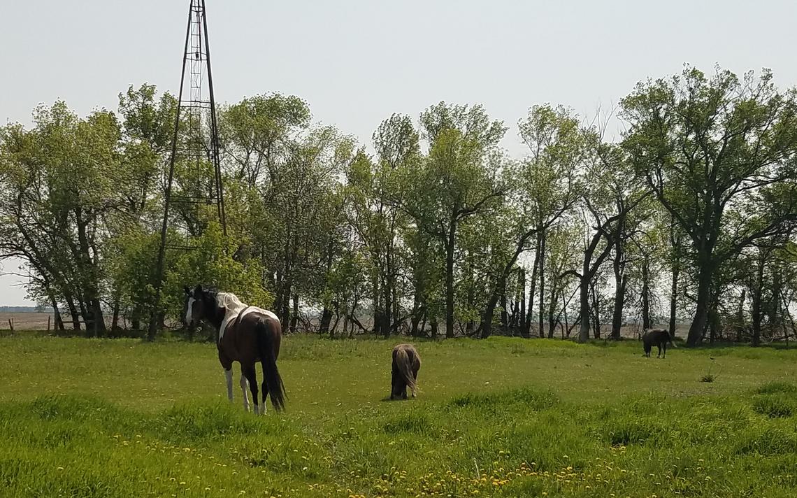 North Dakota animal sanctuary raising money to apply for nonprofit status content media