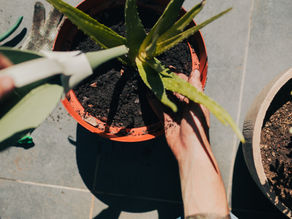 4 consejos para que tu Áloe luzca bien verde