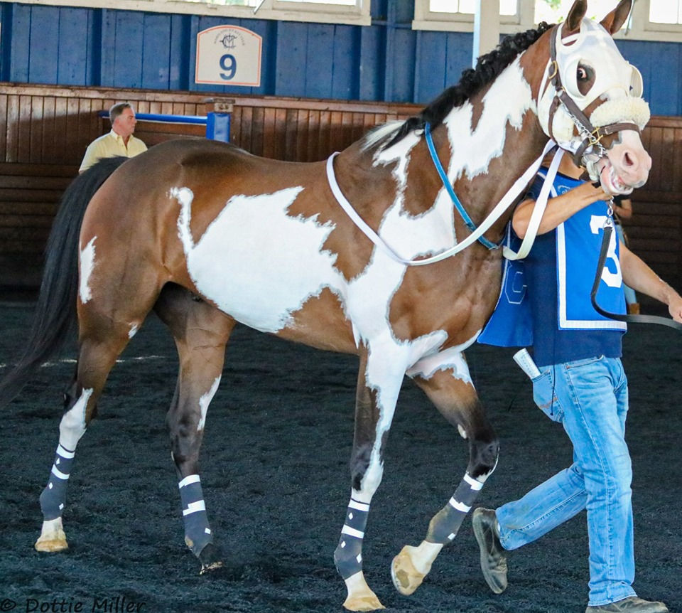 Frame Overo TBs Thoroughbreds That Look Like Paint Horses