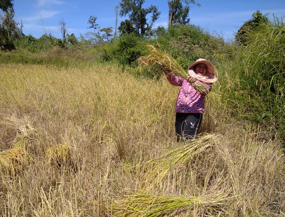 Our Stieng Christians harvesting their rice this month