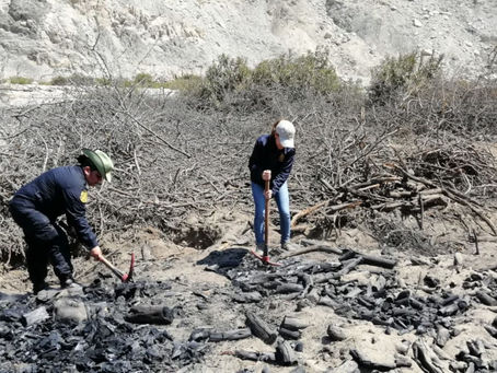 Destruyen 53,700 kilos de carbón procesados de manera ilegal en Áncash 