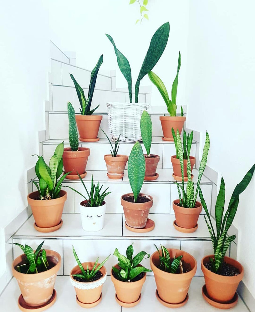 Plant Hashtags for Every Day of the Week and Tips on Promoting Your