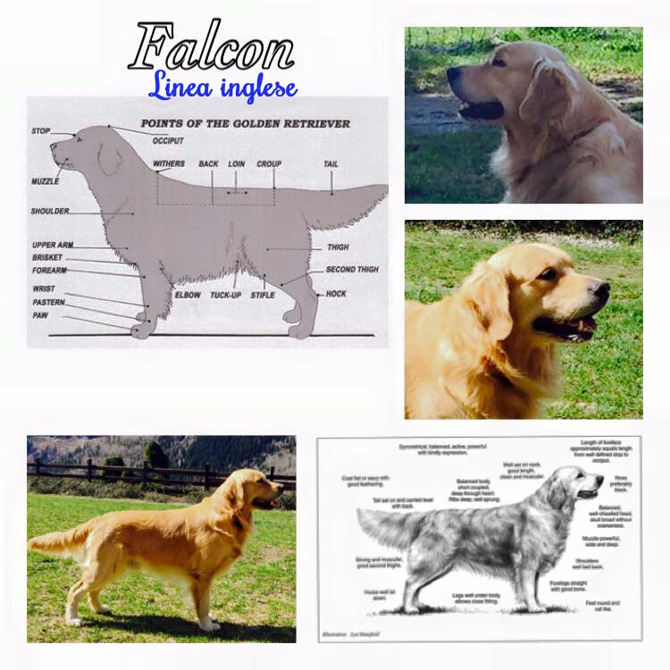 Golden Retriever Inglese Allevamento del leon d''oro