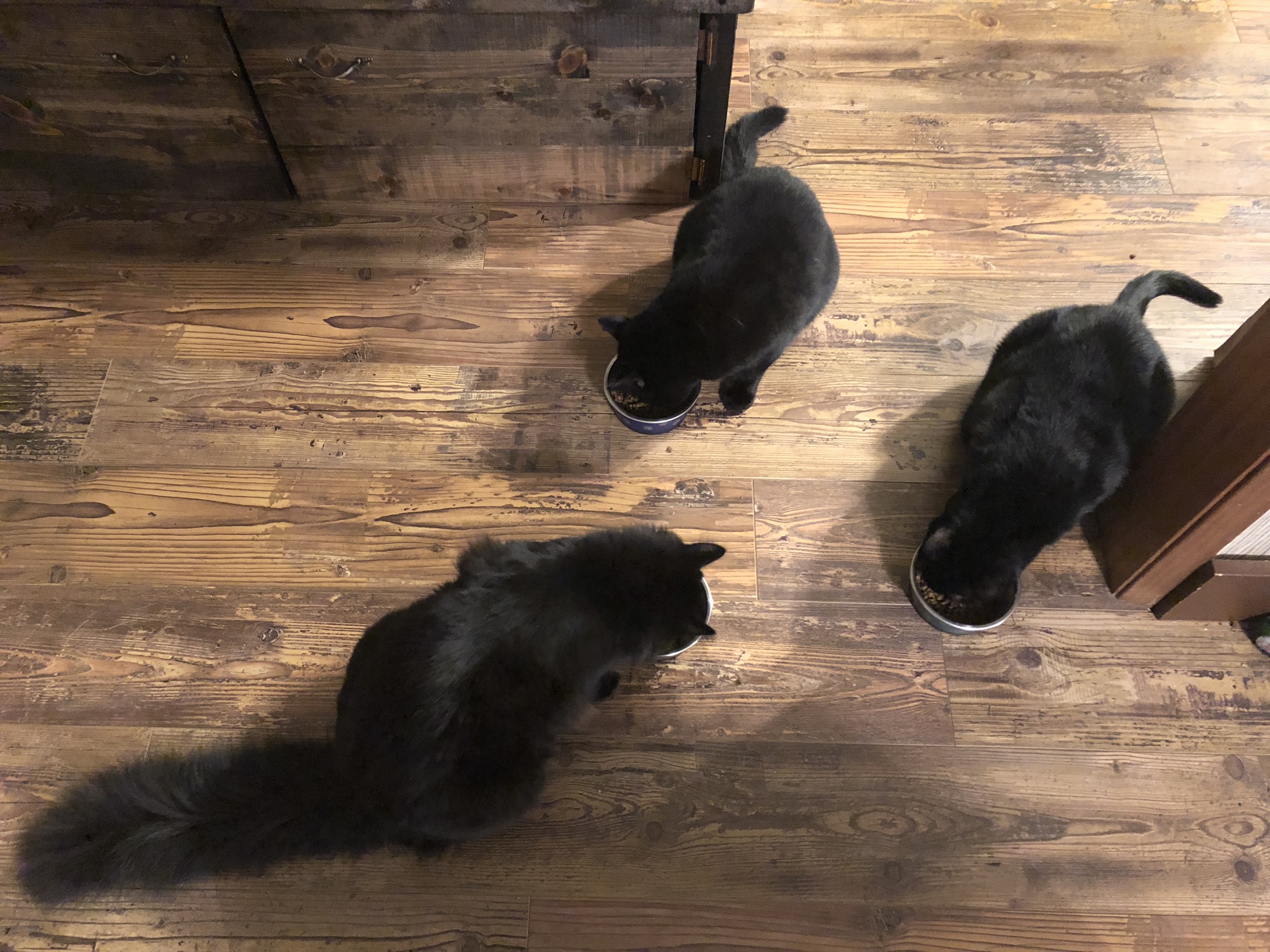 生き物写真館 content media