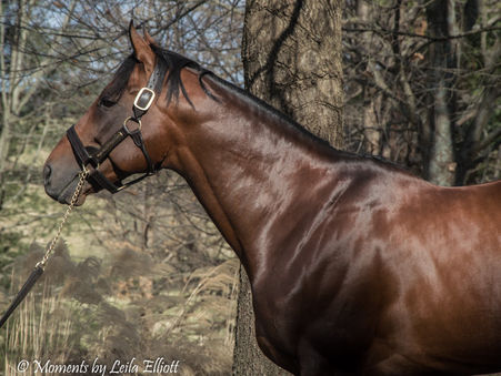 In The Press: American Pharoah