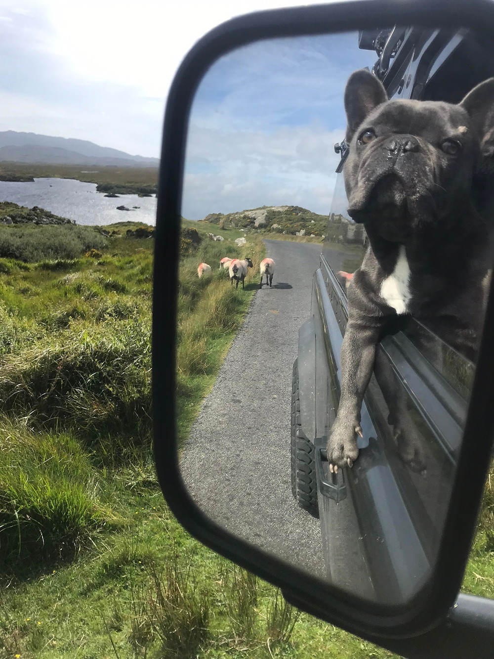 Coopers Travels - Dogfatherz Galway Sheep