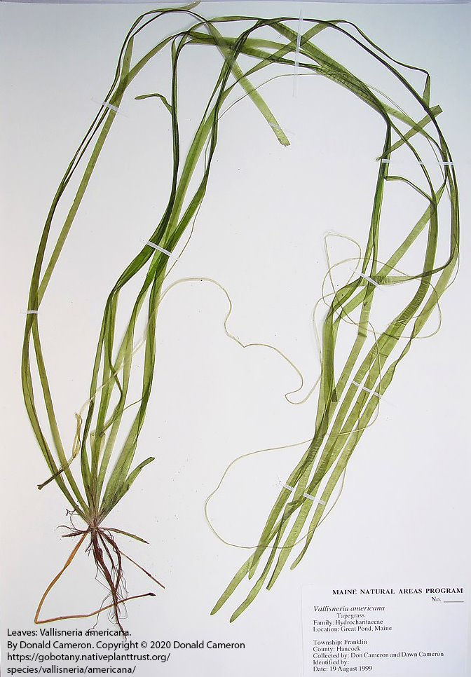 Tapegrass (Vallisneria Americana) aka Eel Grass or Water Celery