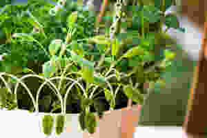 smart cleanse detox