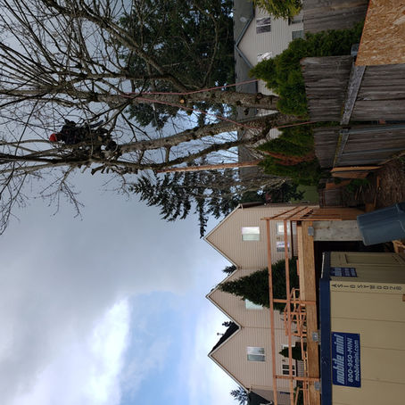 Construction Pruning