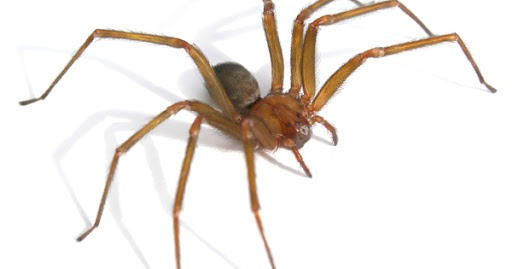 LA ARAÑAS DE RINCÓN SE DUPLICARÁN O TRIPLICARÁN EL PRÓXIMO AÑO