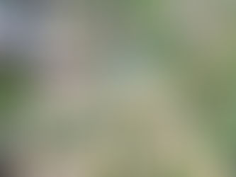 古民家の庭に魔除けの花が咲きました。