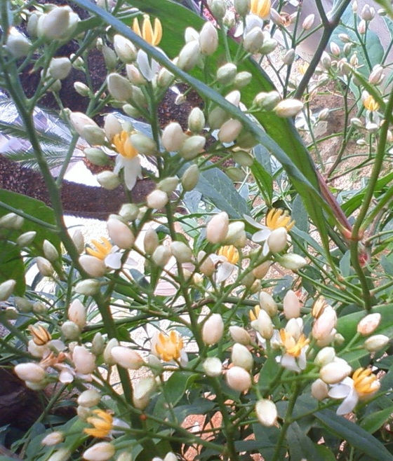 古民家の庭に魔除けの花が咲きました