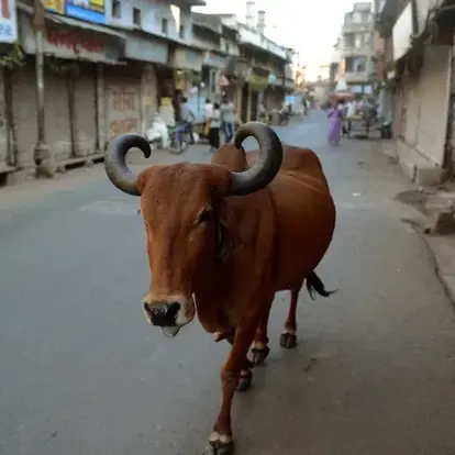 Indian MP recommends Drinking Cow Urine to Fight Corona Virus
