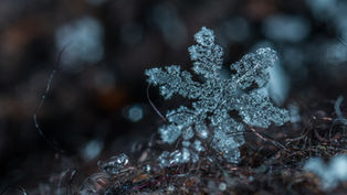 Snowflake: Randy e a natureza nos ensinando escrever