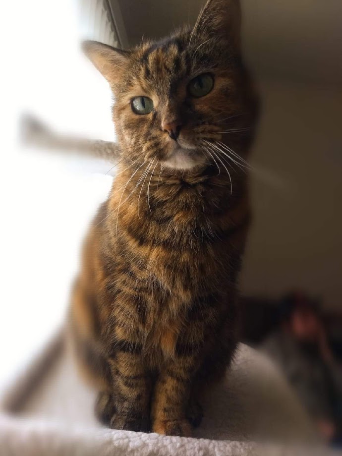 Bella content media