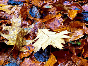 Why autumn is the best time for camping
