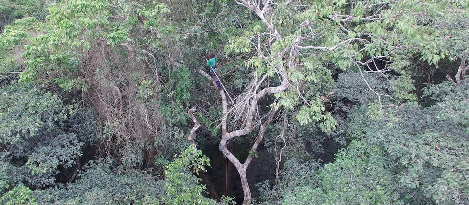 Drier tropical forest at risk of biodiversity homogeneisation with droughts