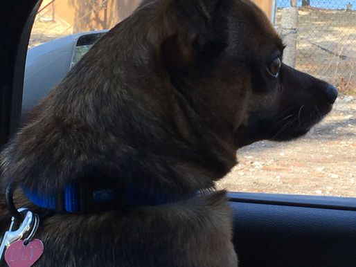 All the Dogs I've Loved Before Part 2: Lily (Jack Russel / Pomeranian Cross)