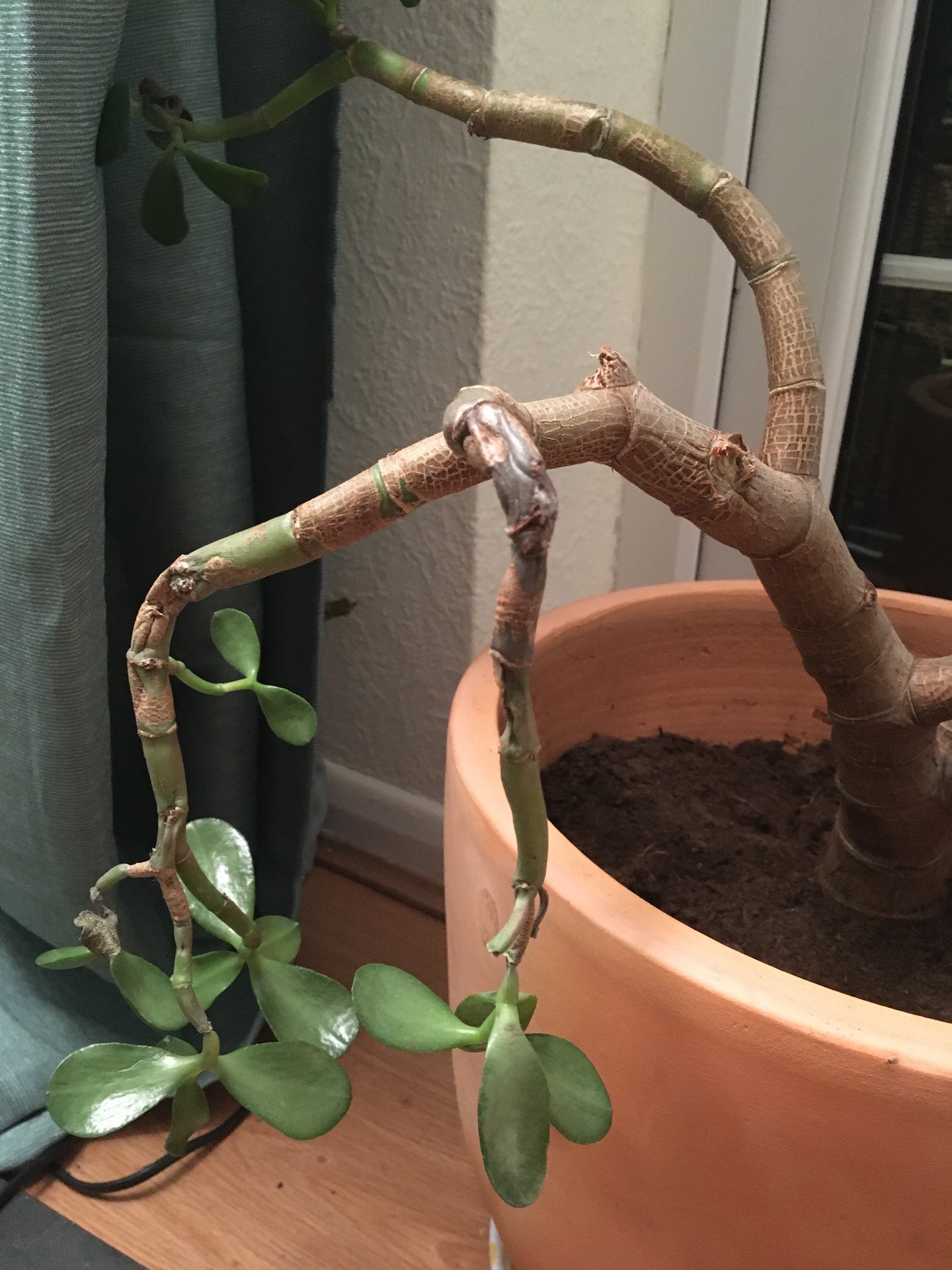 What is wrong with my jade plant? Please help.. content media