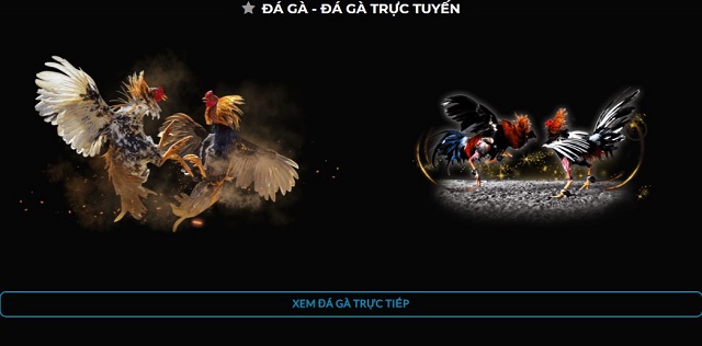 Đá gà online tại t8bet content media