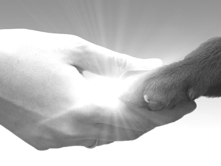 Creative Midrash: Noah and Animals