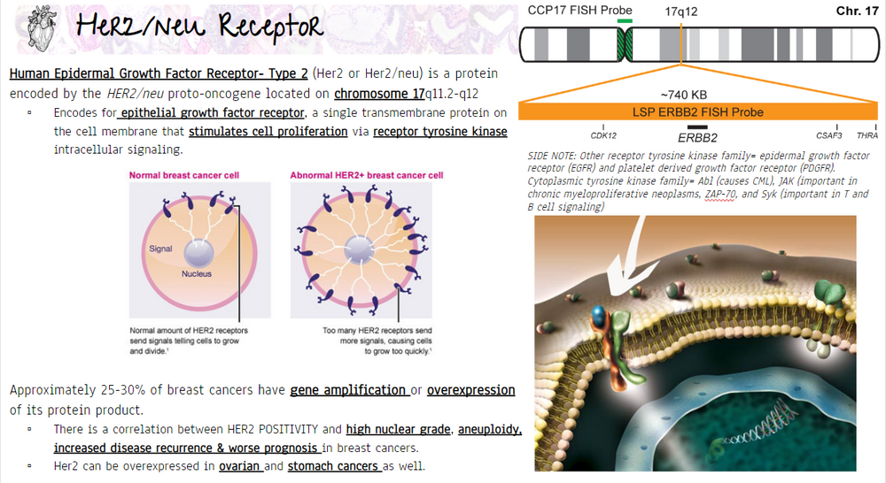 ER/PR/Her2 Receptor studies in Breast Cancer
