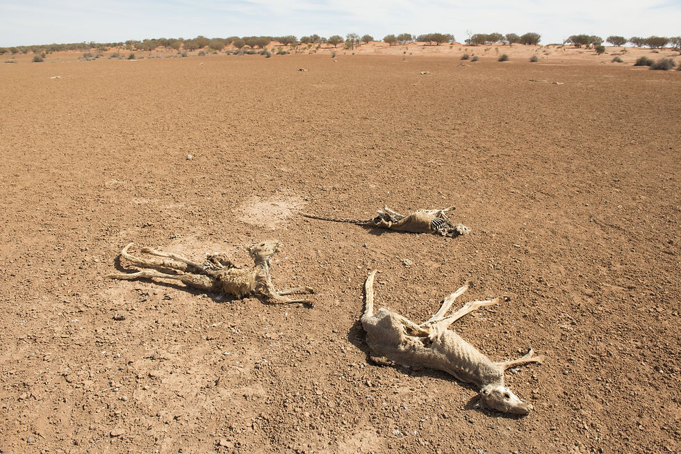 kangourous morts australie koalas détails inondations mousson pluies sécheresse dérèglement climatiques