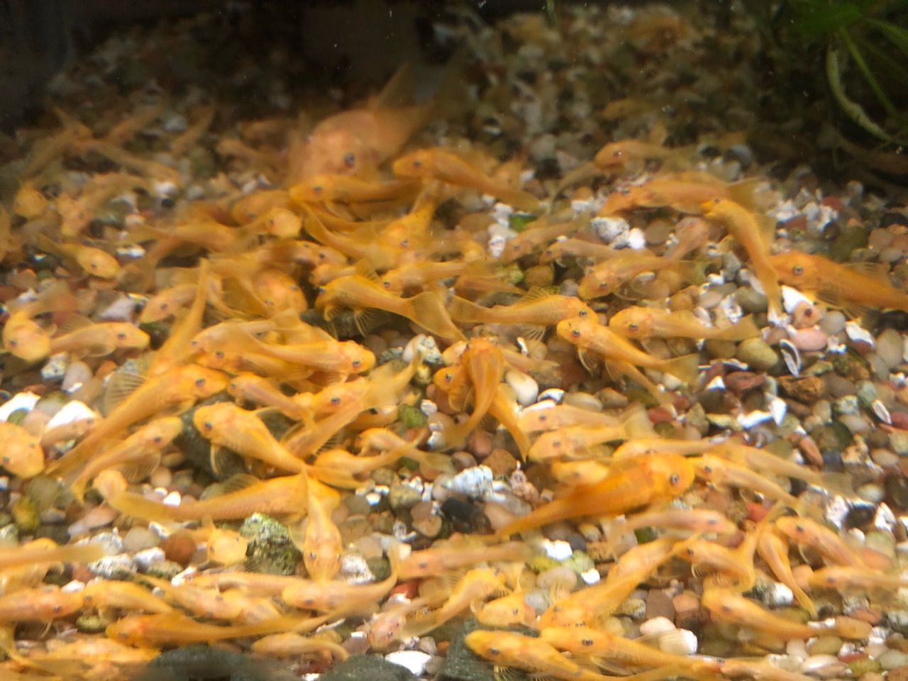 L260 Queen Arabesque and L144 Blue eyed Lemon plecos for sale content media