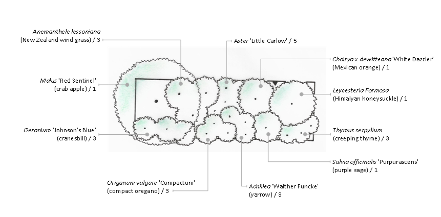 Planting plan for a wildlife friendly border