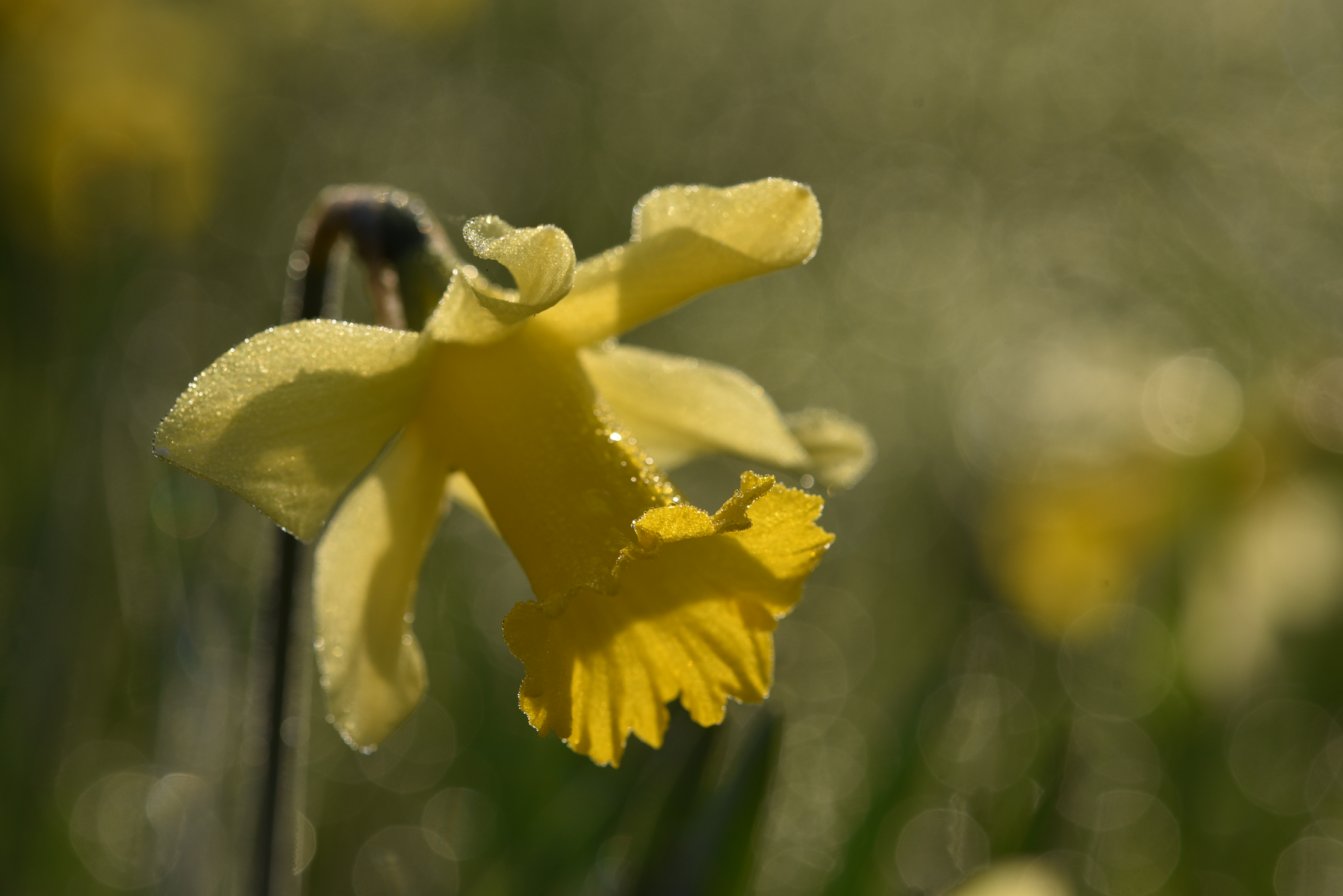 Quiz : Les plantes qui fleurissent en hiver content media