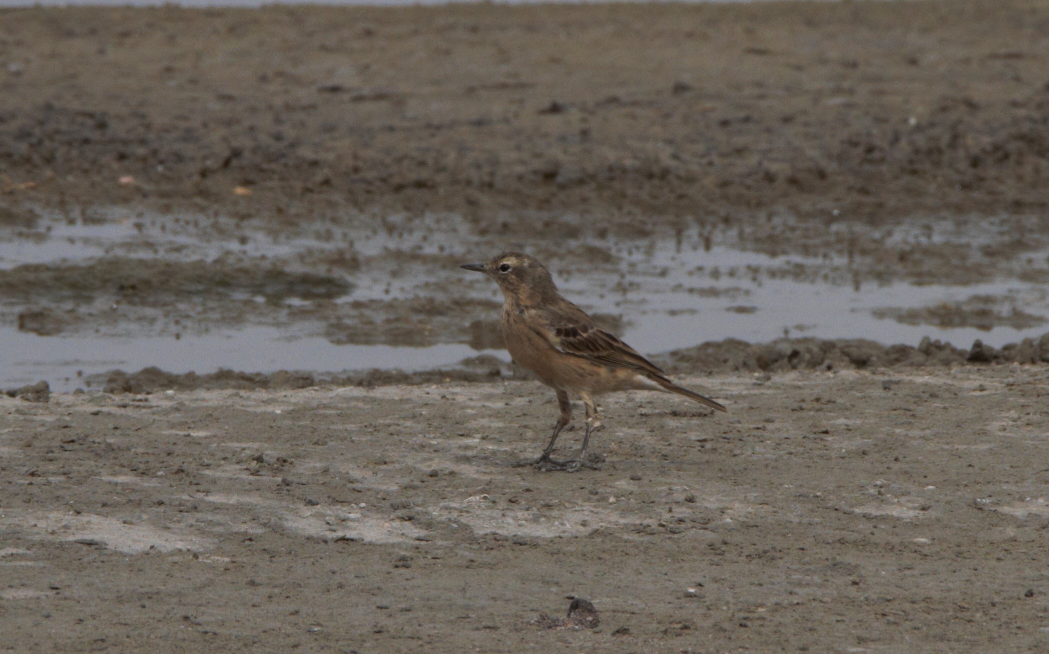 Pipit wobbles content media