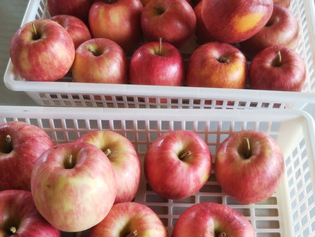 秋本番の野菜市