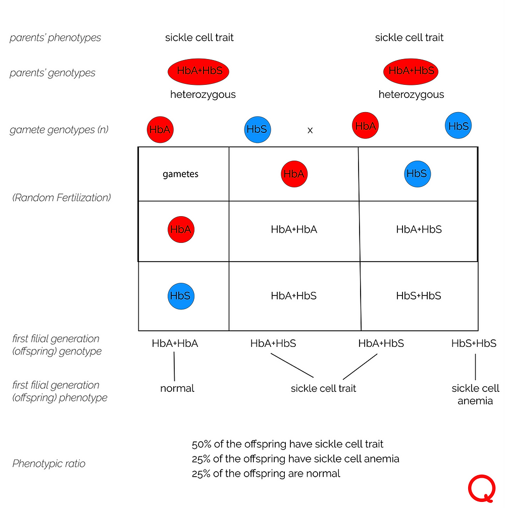Punnet Square