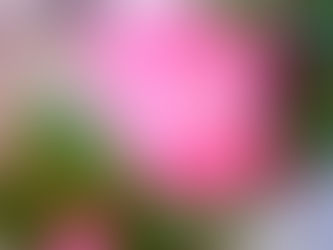 開花し始めた古民家の桜