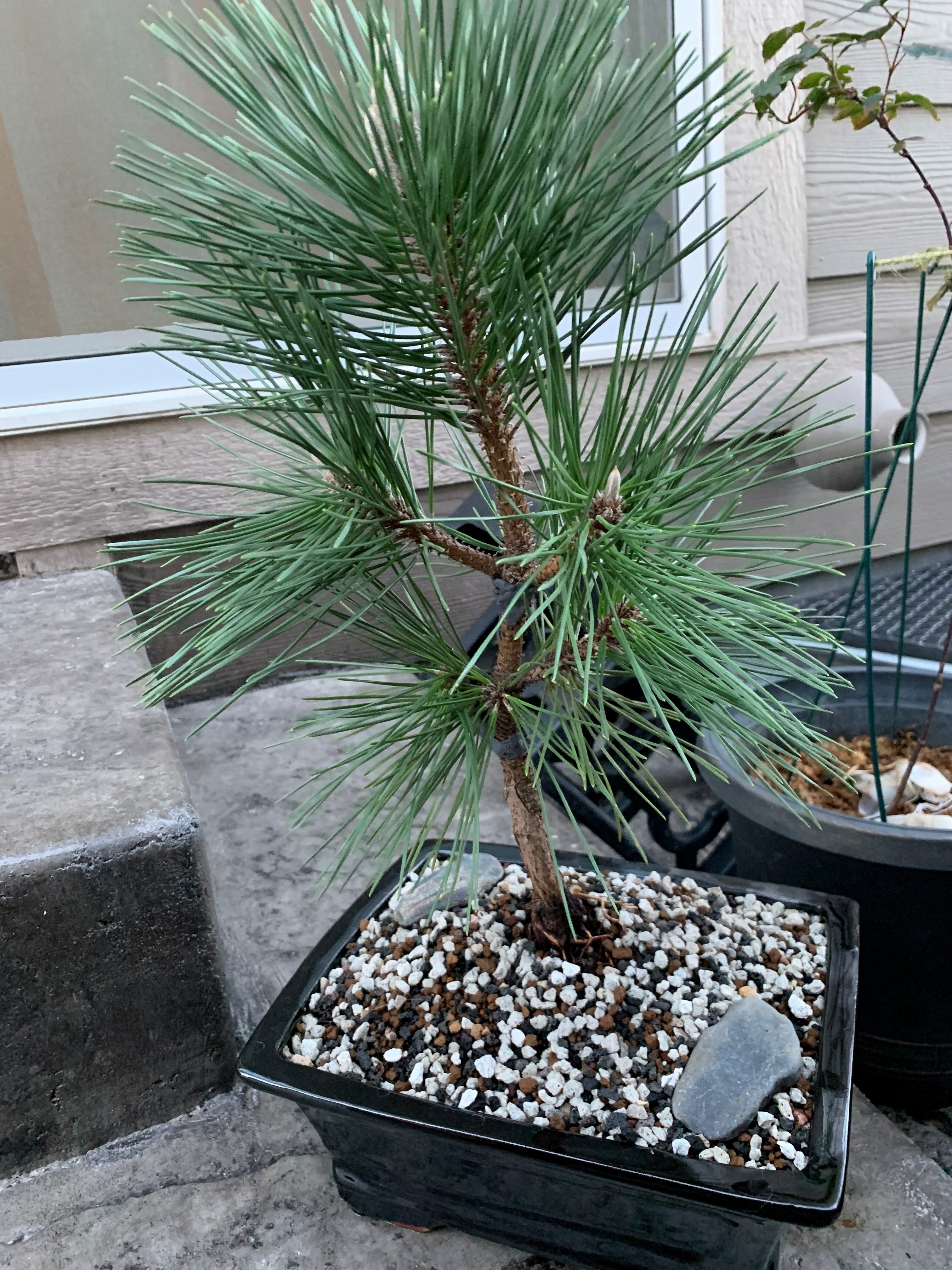 Black pine shaping content media