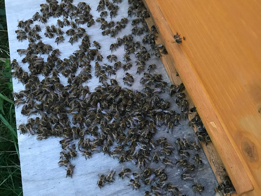 Meine Bienen „hängen“ abends vor der Beute rum!