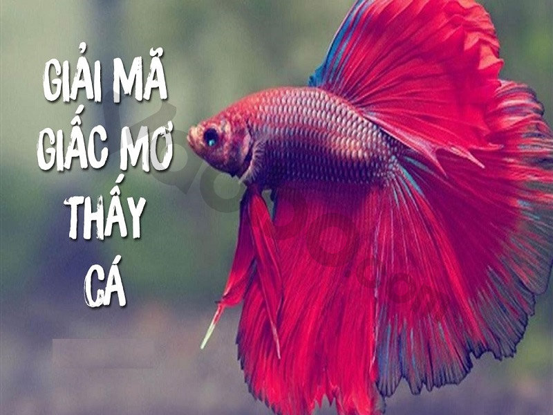Giải mã giấc mơ thấy cá trong lô đề content media