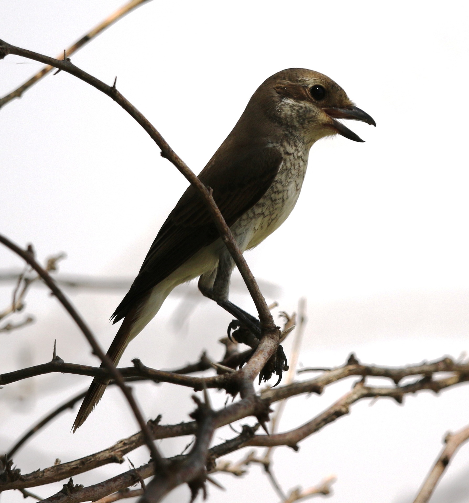 Shrike id needed. Hamranitah fields DAURIAN or Isabelline! content media