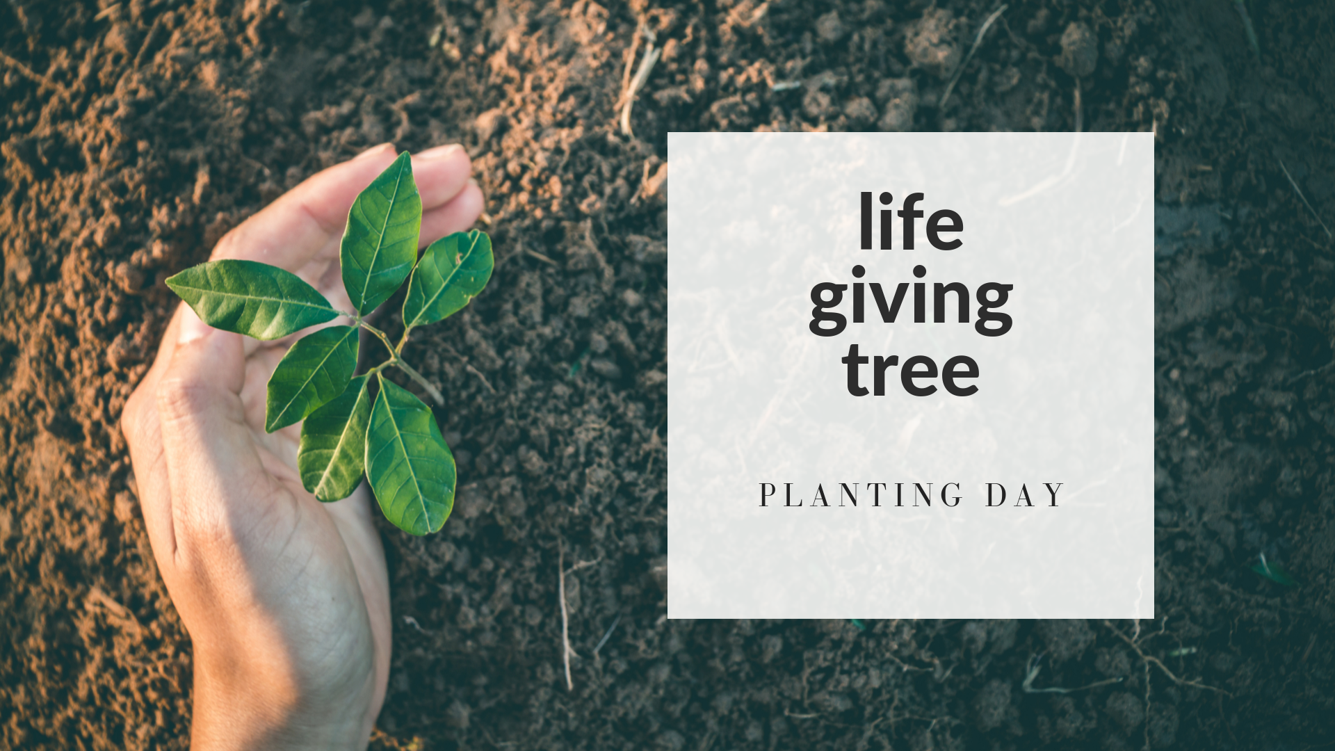 Life Giving Tree Planting Day ~ Sun. Oct. 27th @ 3pm content media