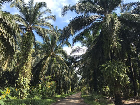 Cultivar palma africana ya no se considera de alto impacto ambiental