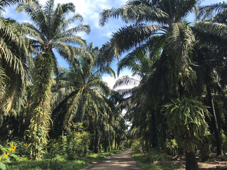 Cultivating African palm is no longer considered high environmental impact
