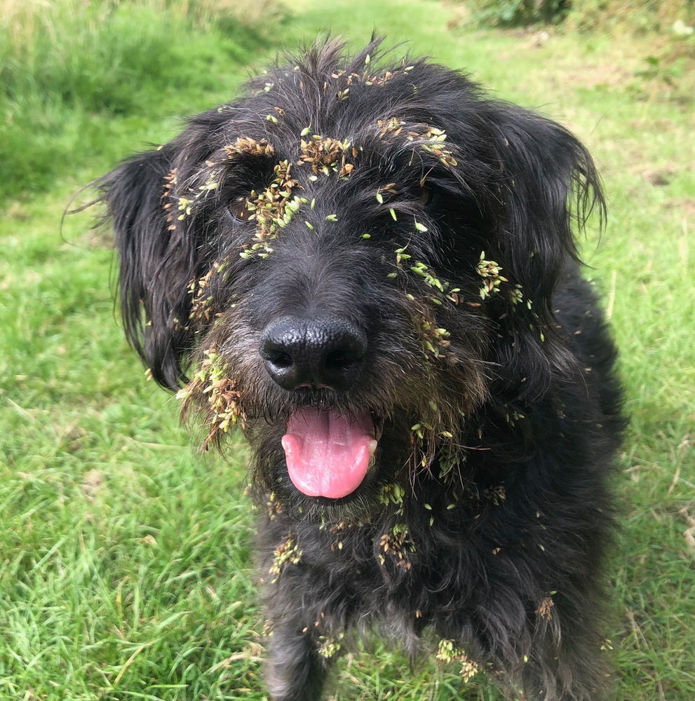 Grass seed injury in dogs