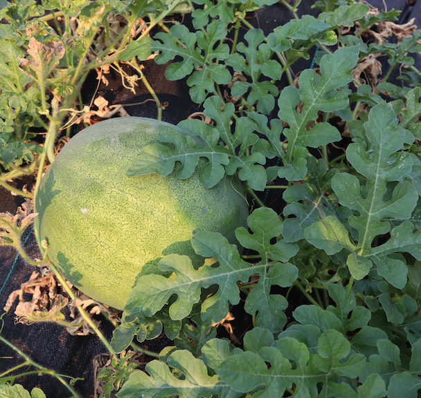 Watermelons in the foothills content media