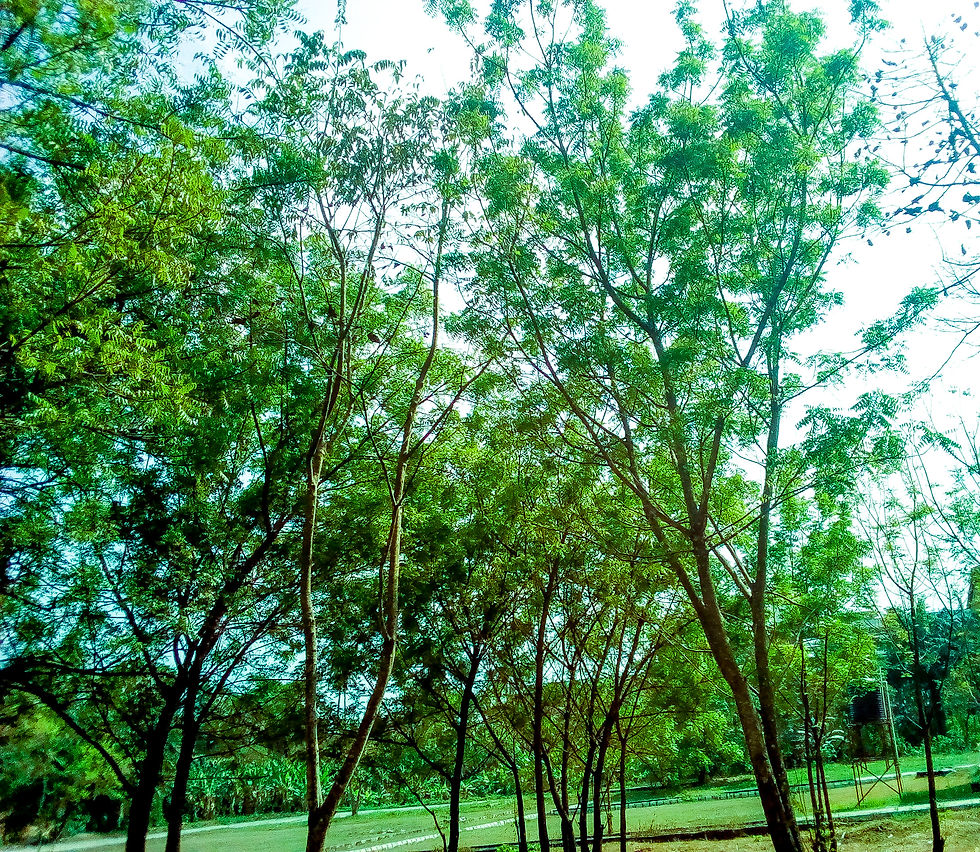 NATURE