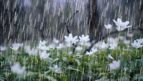 Rain, It Comes