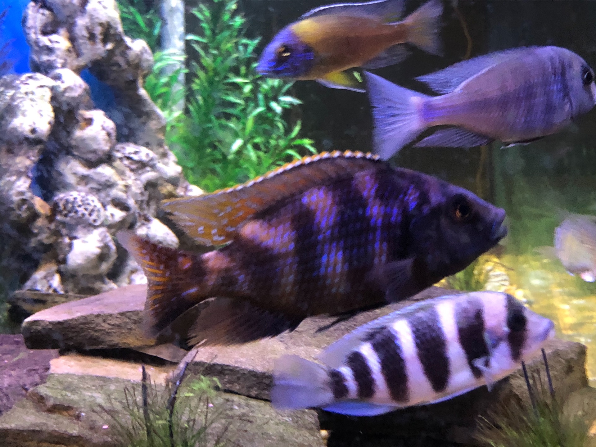 Malawian cichlids available content media