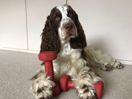 Best quarantine exercise programme for you, the kids and the dog