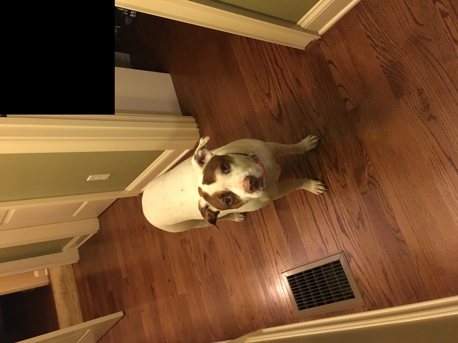 Lost Family Dog content media